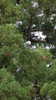 Big cedar tree of Tsukise：月瀬の大杉